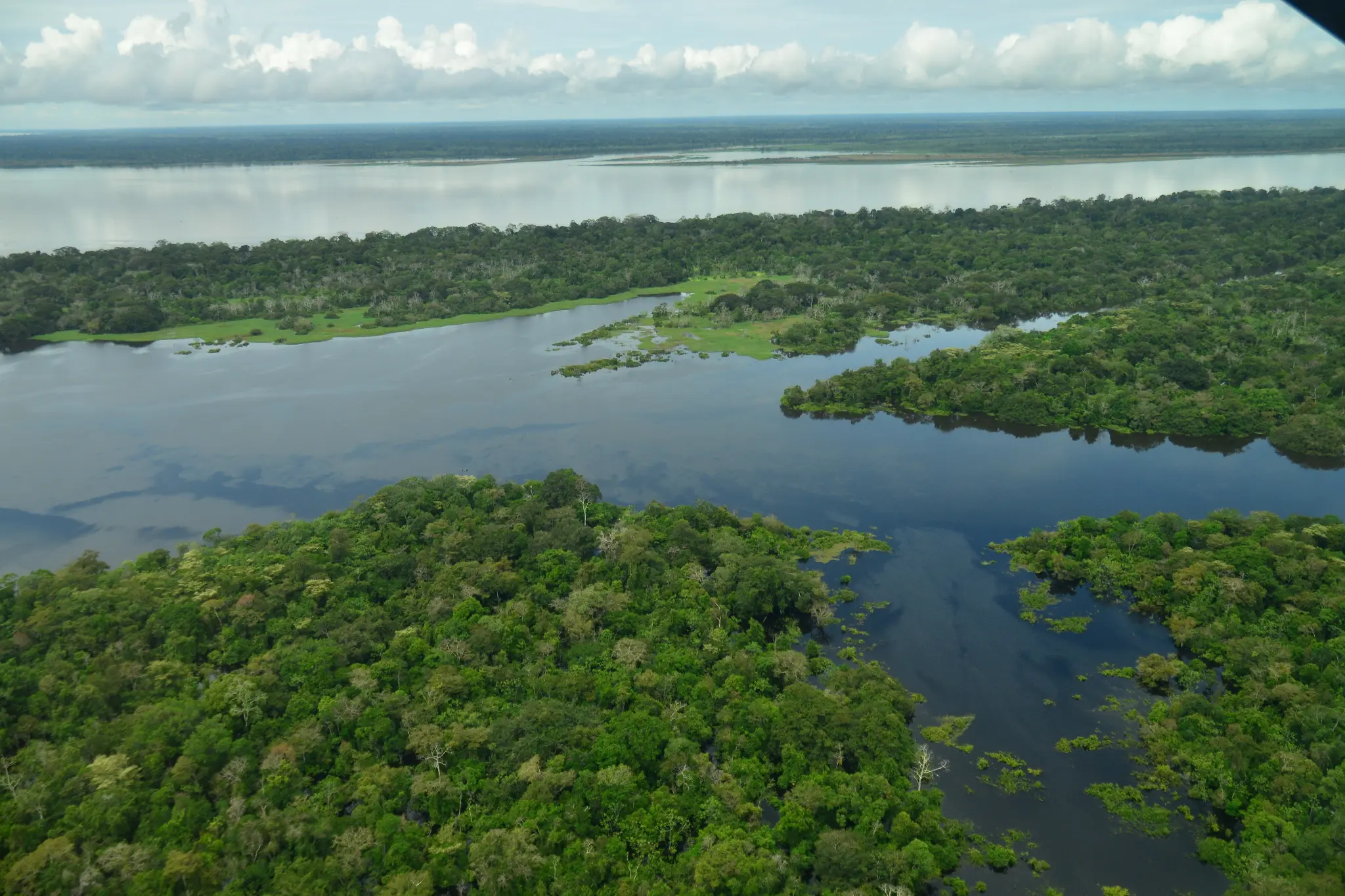 Delfines rosados en el río Amazonas